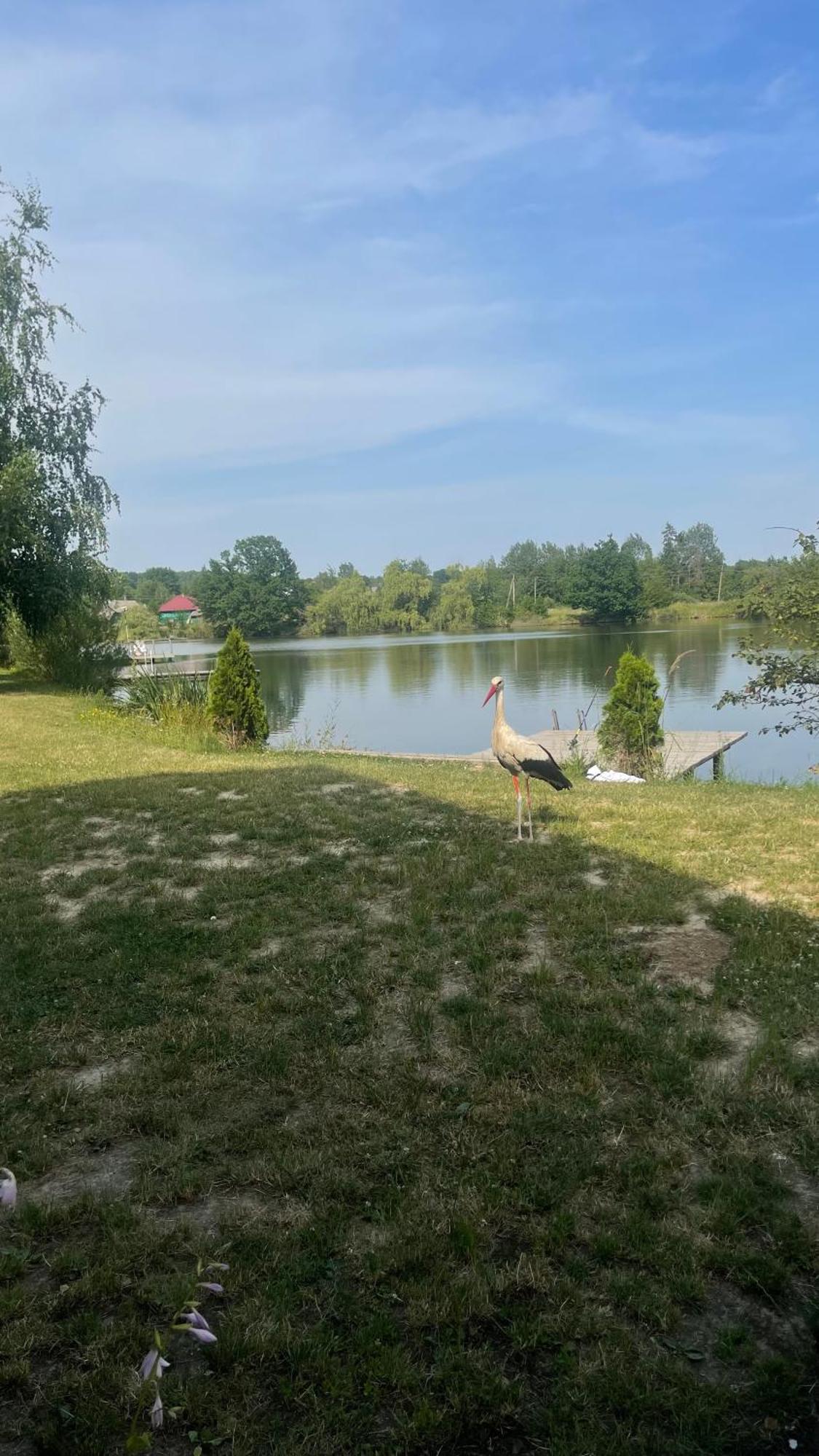 Перлина Буковини Lipovans Eksteriør billede